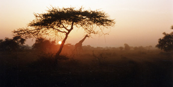Morning in Amboseli Game Park